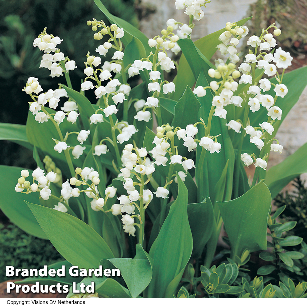 Lily of the Valley (White) Suttons