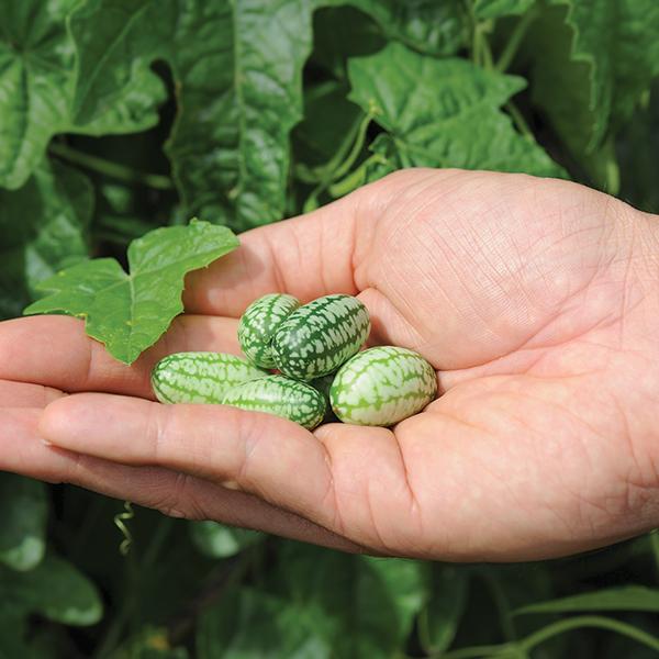 Cucumber 'Cucamelon'...