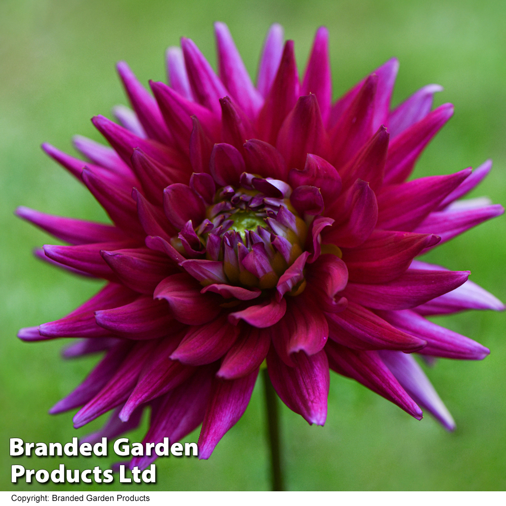 Dahlia 'Purple Gem'