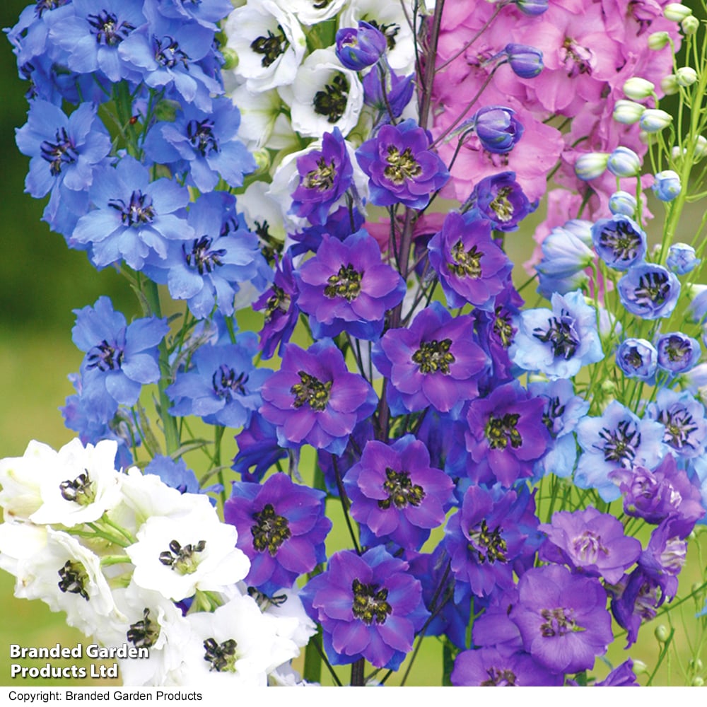 Delphinium 'Magic Fountains Mix'