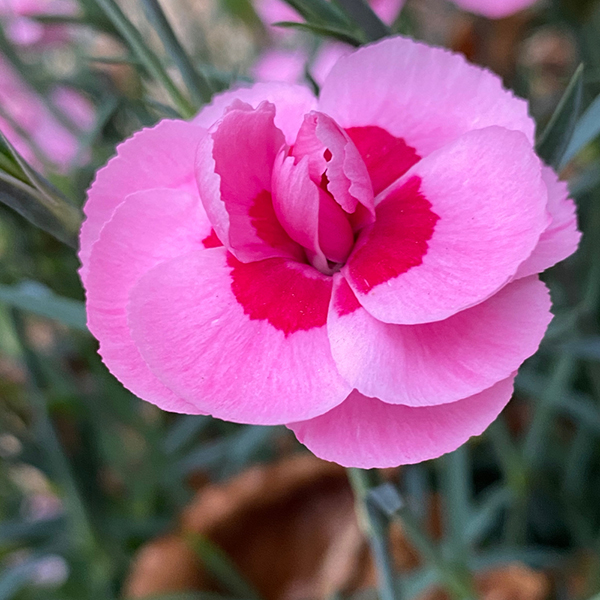 Dianthus 'Baby Doris' from Suttons