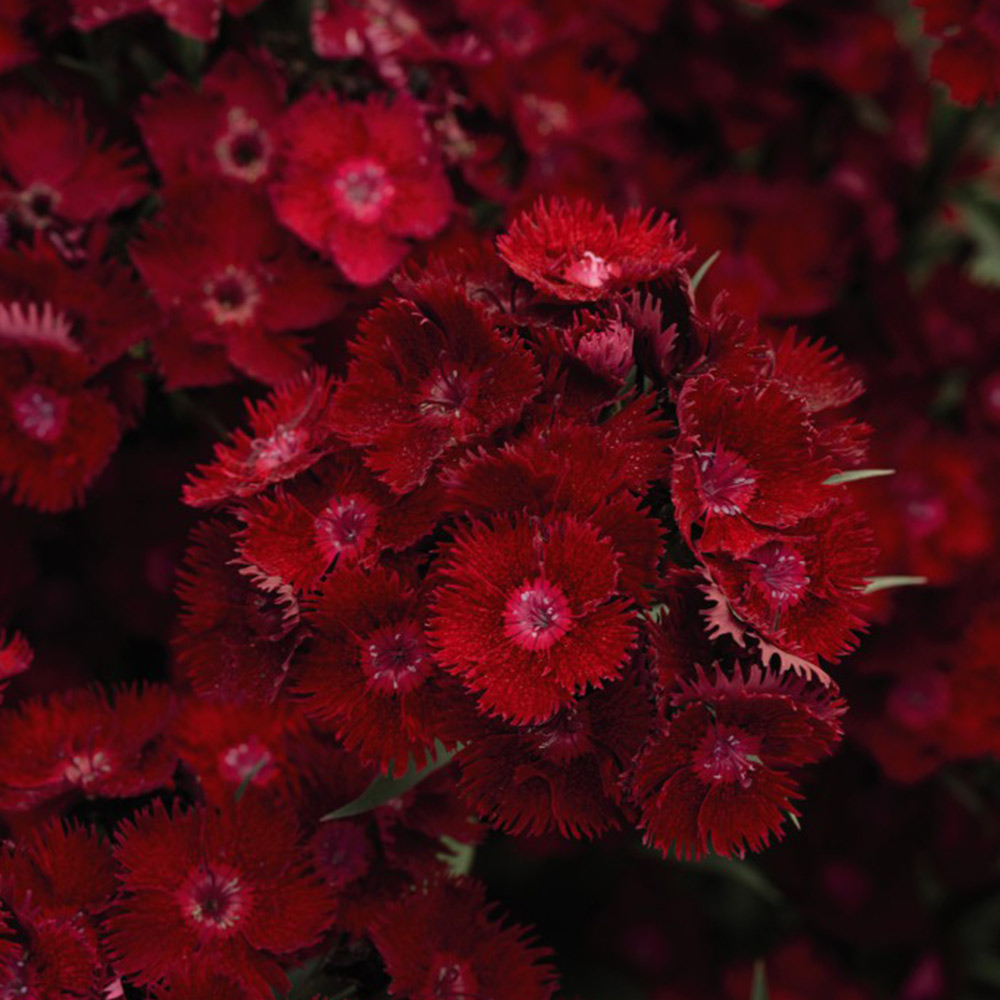 Dianthus Plants -  Rocking Red