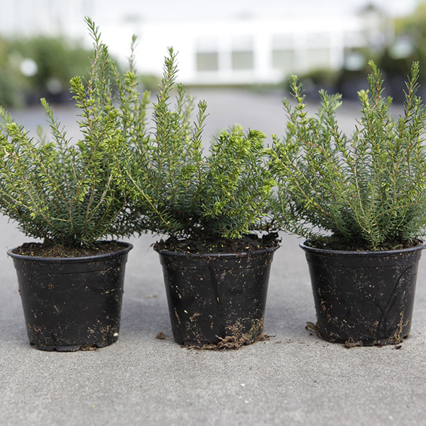 Erica carnea from Suttons