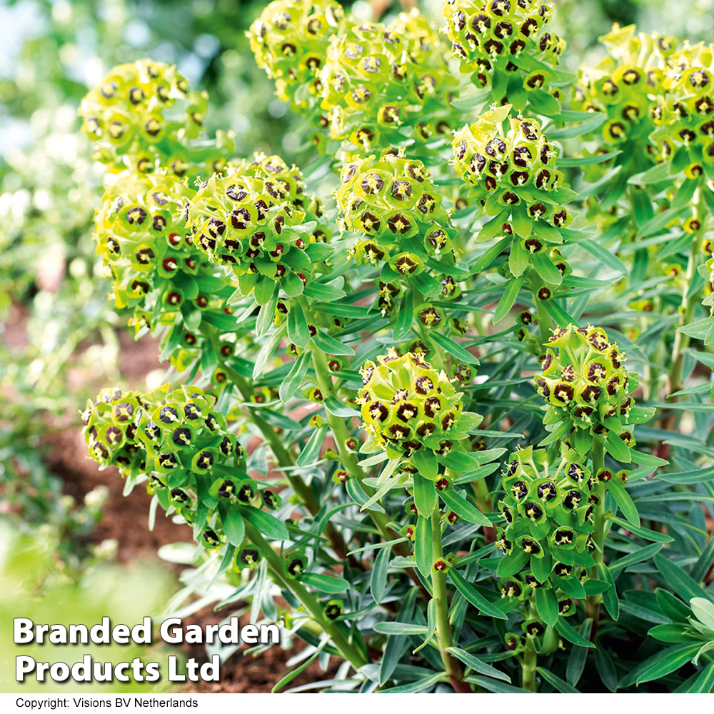 Euphorbia characias 'Black Pearl' from Suttons