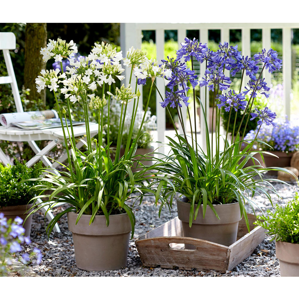 Agapanthus Plants - Blue and White Collection