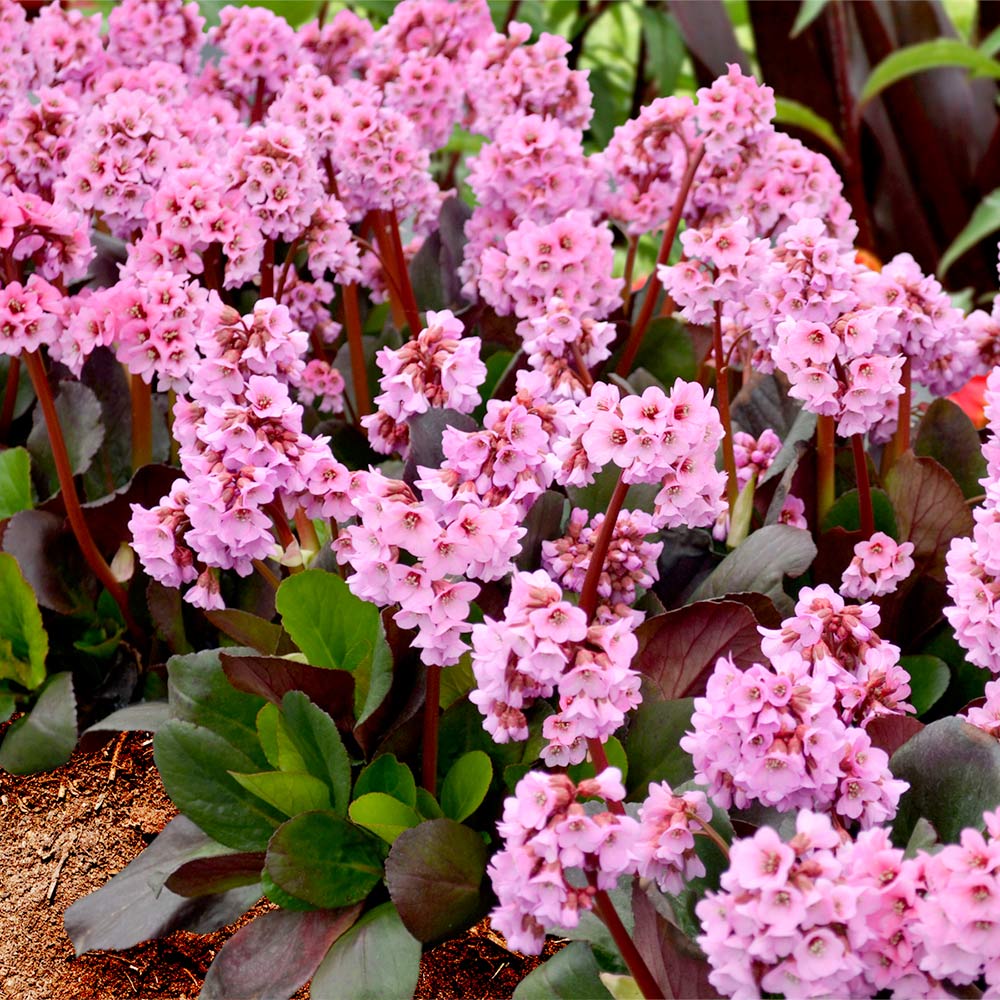 Bergenia Plants Spring Fling Suttons