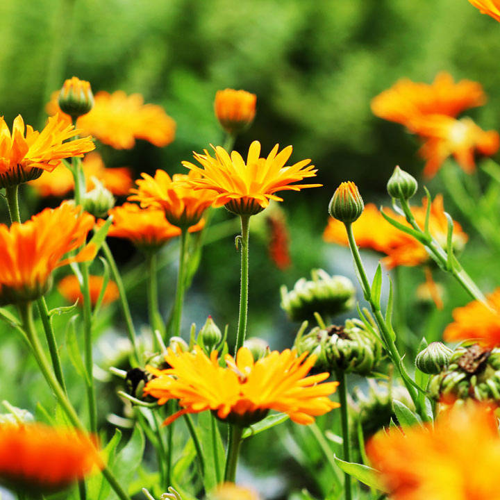 Calendula (Organic)...