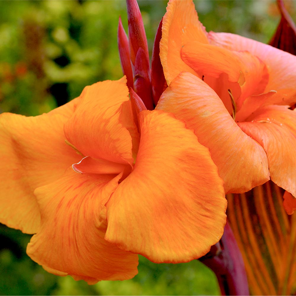 Canna Tropicanna