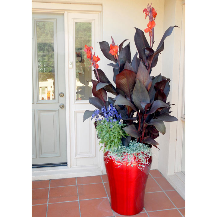 Canna tropicanna black deals