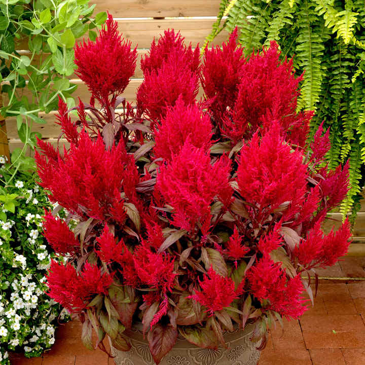 Celosia Dragons Breath 10 Suttons Celosia Dragons Breath 10 Suttons
