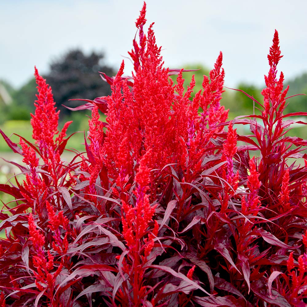 Celosia Dragons Breath 10 Suttons Celosia Dragons Breath 10 Suttons