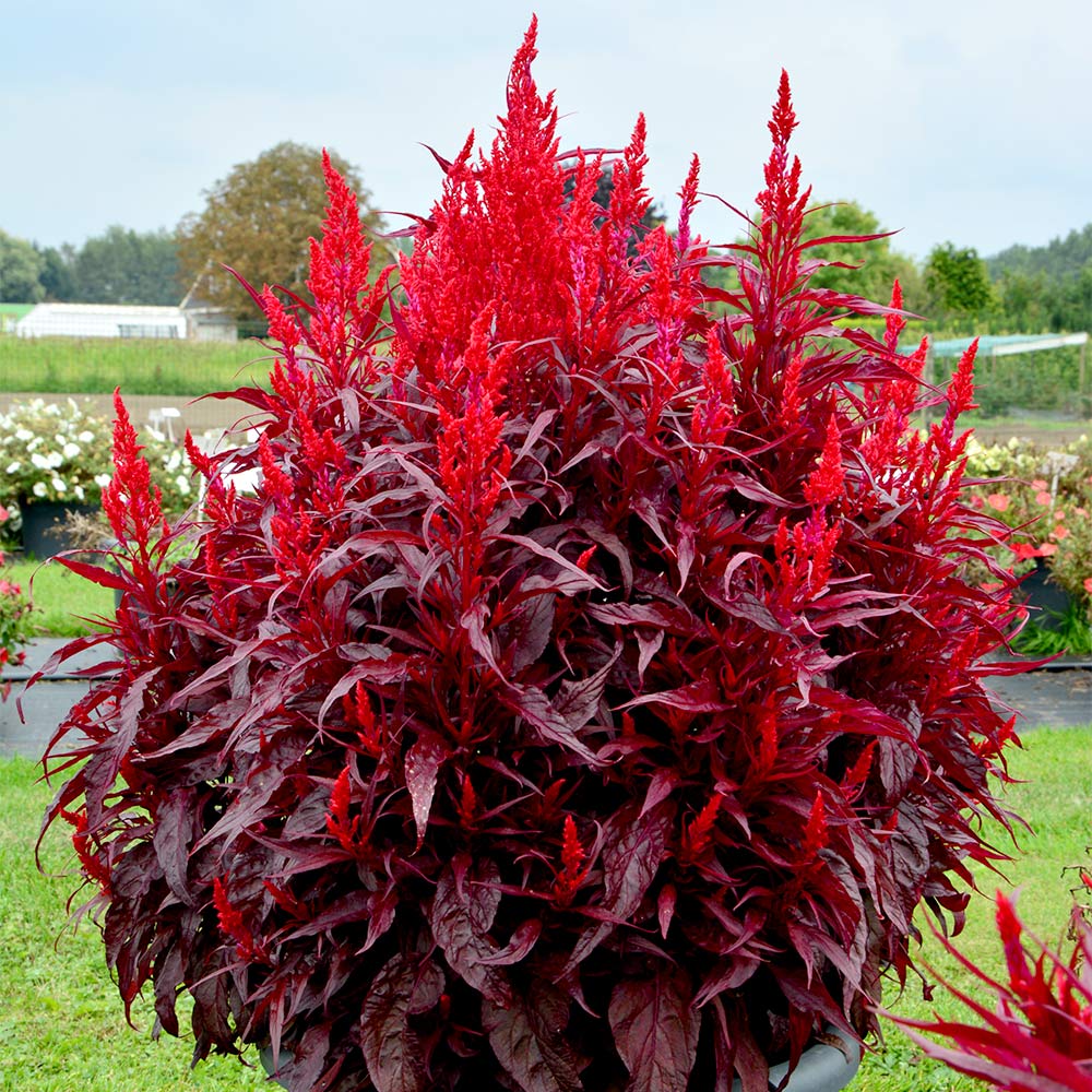 Celosia Dragons Breath 10 Suttons Celosia Dragons Breath 10 Suttons
