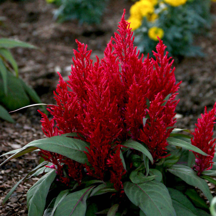 Celosia Dragons Breath 10 Suttons Celosia Dragons Breath 10 Suttons