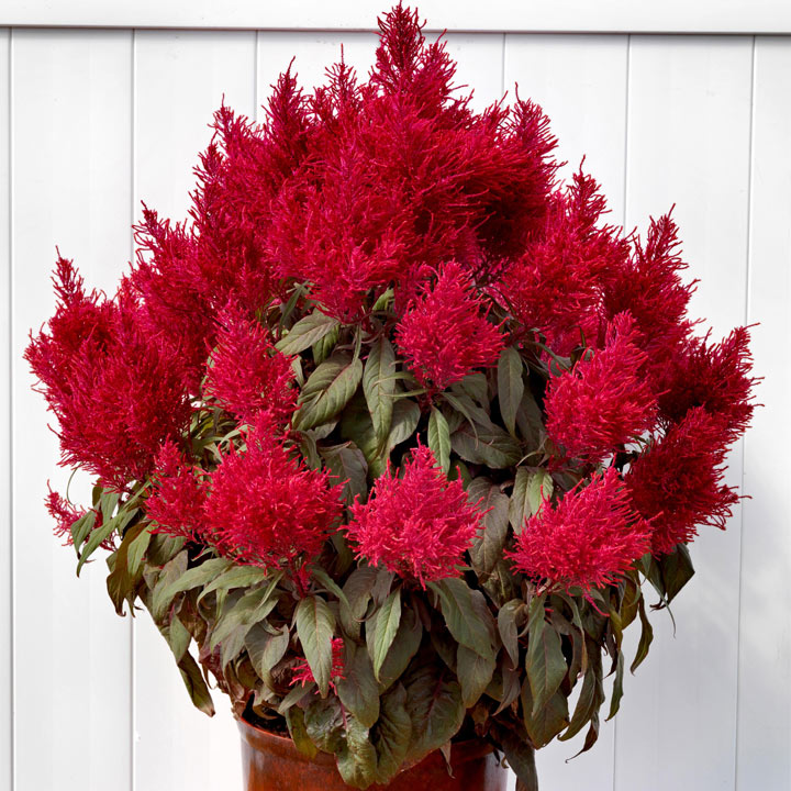Celosia Dragons Breath 10 Suttons Celosia Dragons Breath 10 Suttons