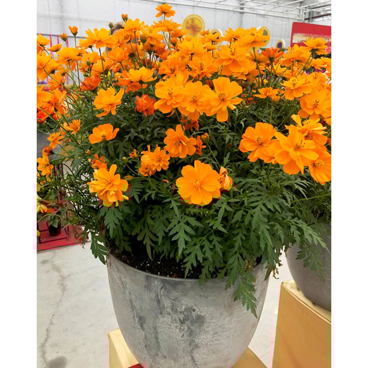 Cosmos Plants Mandarin Suttons Cosmos Plants Mandarin Suttons, What Is The Usual Meaning Of Term Bedding Plant