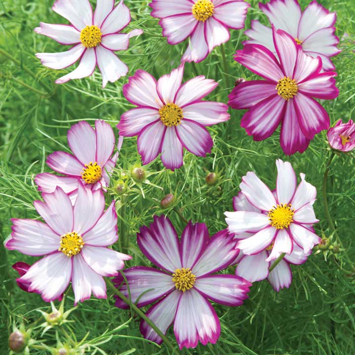 Cosmos Seeds - Tip Top Picotee | Suttons