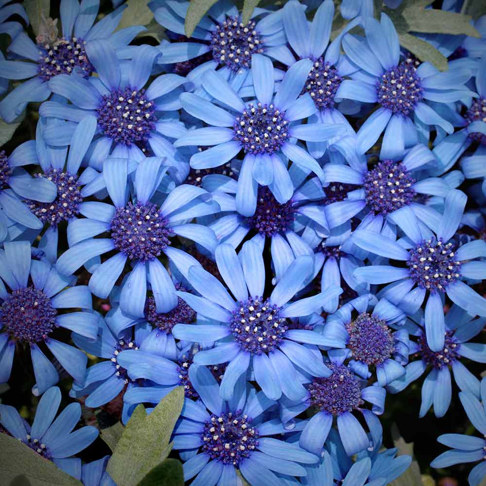 Blue daisy shop