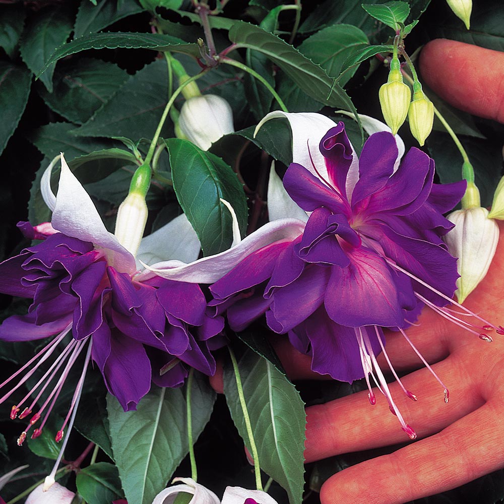 My Image 34