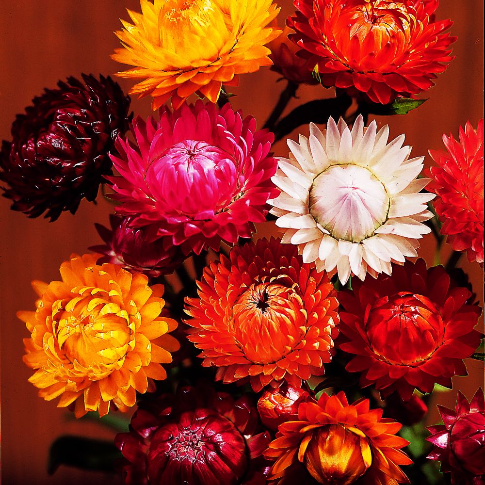 How to Grow Strawflowers For Your Cut Flower Garden From Seed Indoors -  Shiplap and Shells