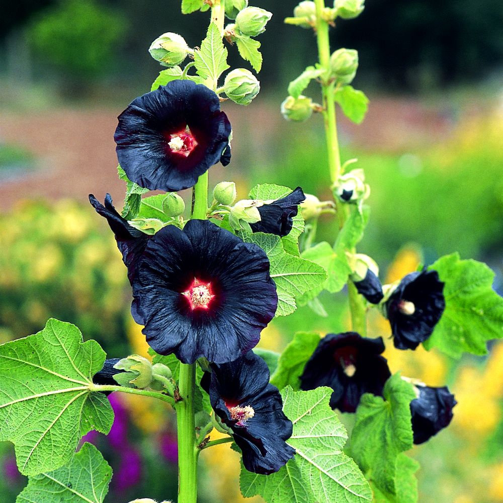 Hollyhock Seeds Black Knight Suttons