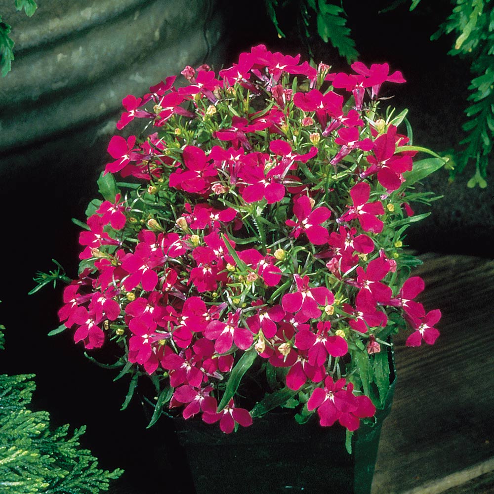 Lobelia Riviera Rose | Suttons