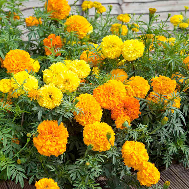 Marigold African...