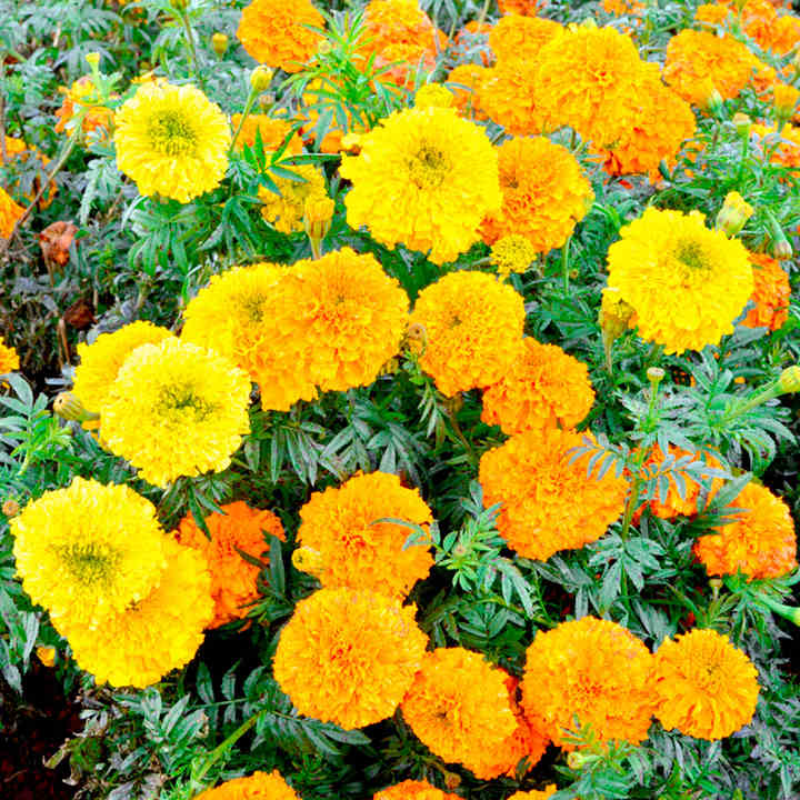 Marigold Indian Seeds Kushi Suttons Marigold Indian Seeds Kushi Suttons