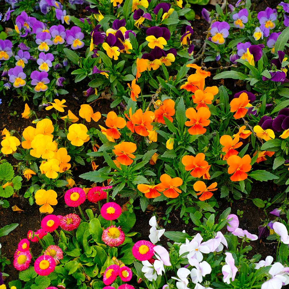 Garden Ready Bedding Pack Suttons