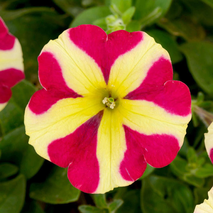 Petunia 'Amore™ Queen of Hearts' | Suttons