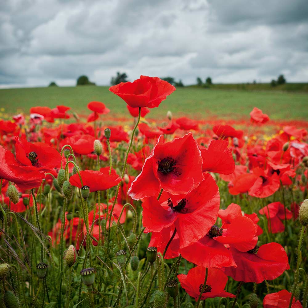 Poppy Field Ubicaciondepersonascdmxgobmx