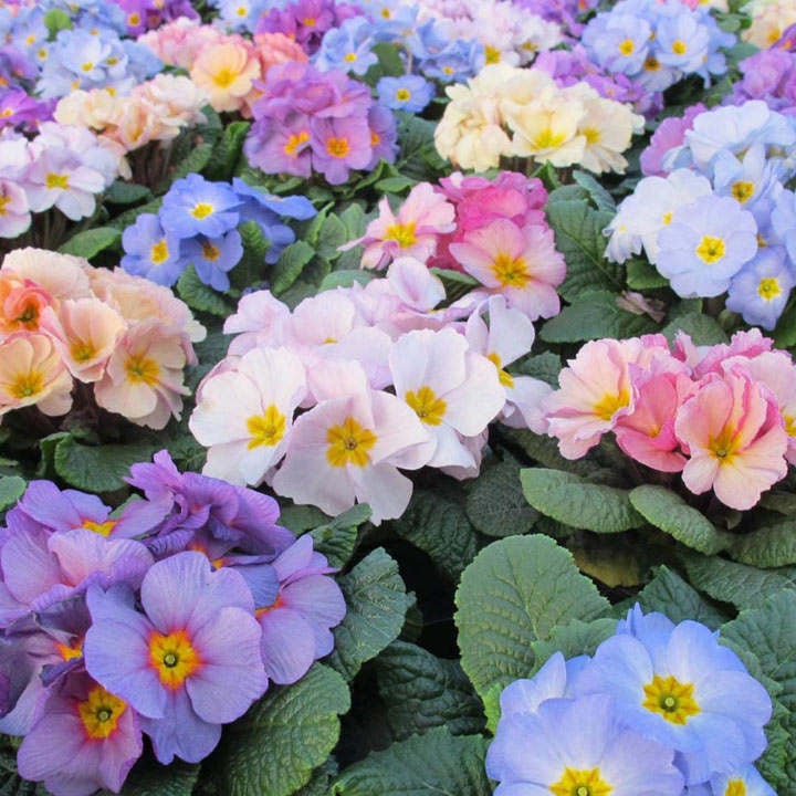 Primula Plants - Provence Mix