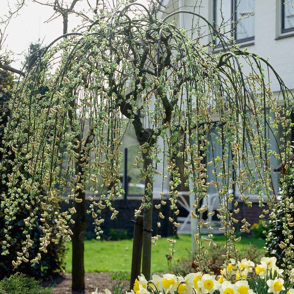 Salix Caprea Pendula – Hardy Tree   Suttons