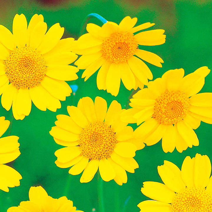 Wildlife Garden Seeds Corn Marigold Suttons