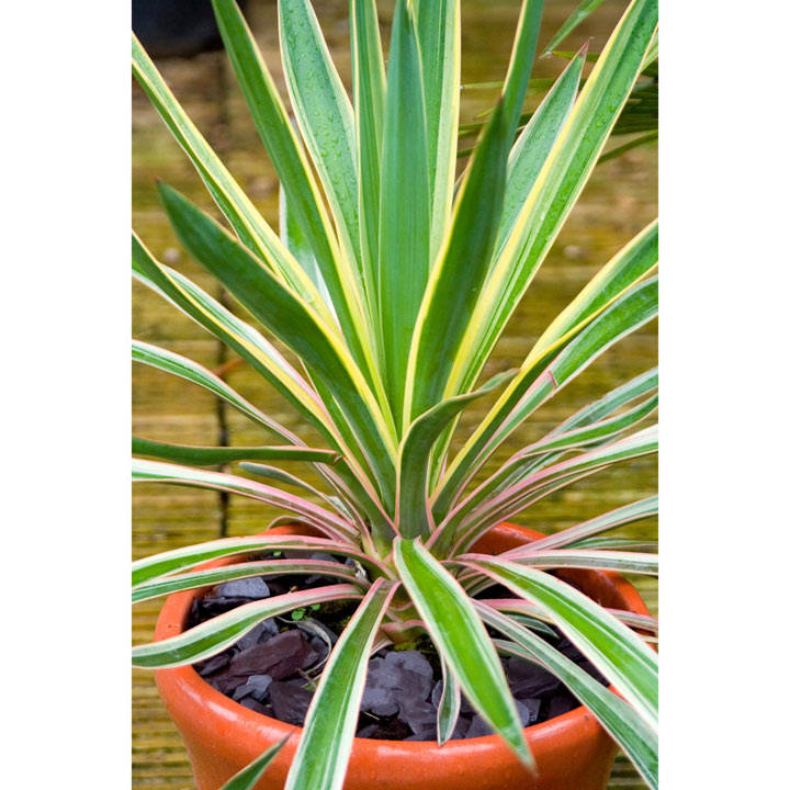 Yucca gloriosa Plant - Variegata