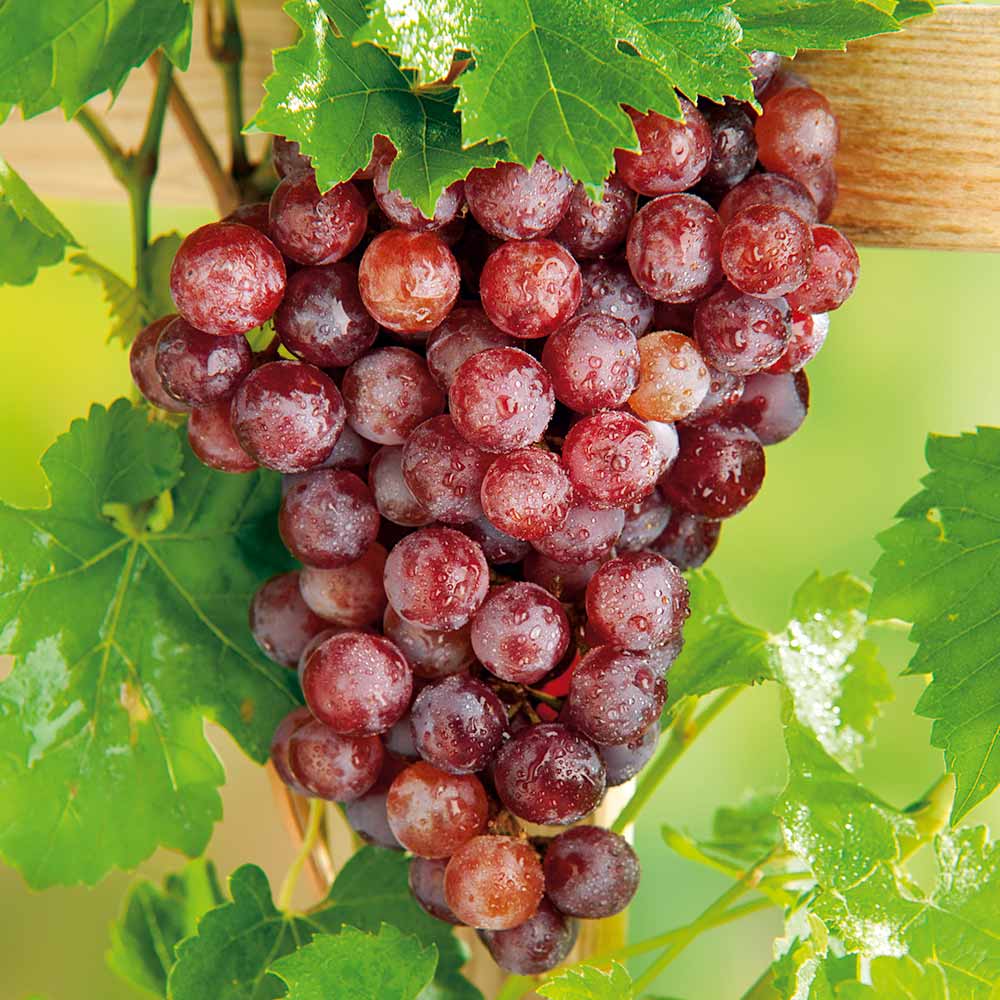 Grape Vine Plant - Flame (Seedless) | Suttons