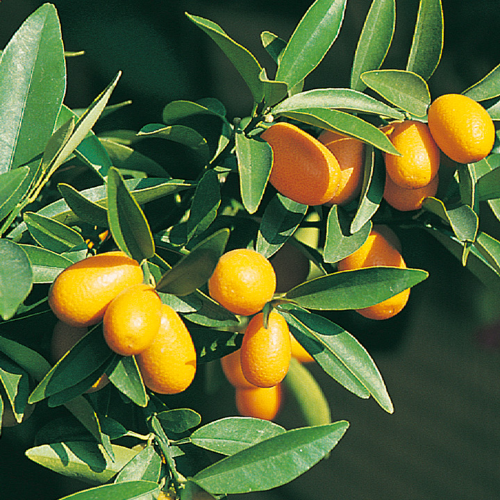 Kumquat plant care uk