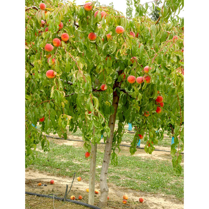 Weeping peach tree fruit edible