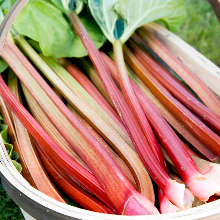 Rhubarb 'Timperley Early' (Spring/Autumn Planting) from Suttons