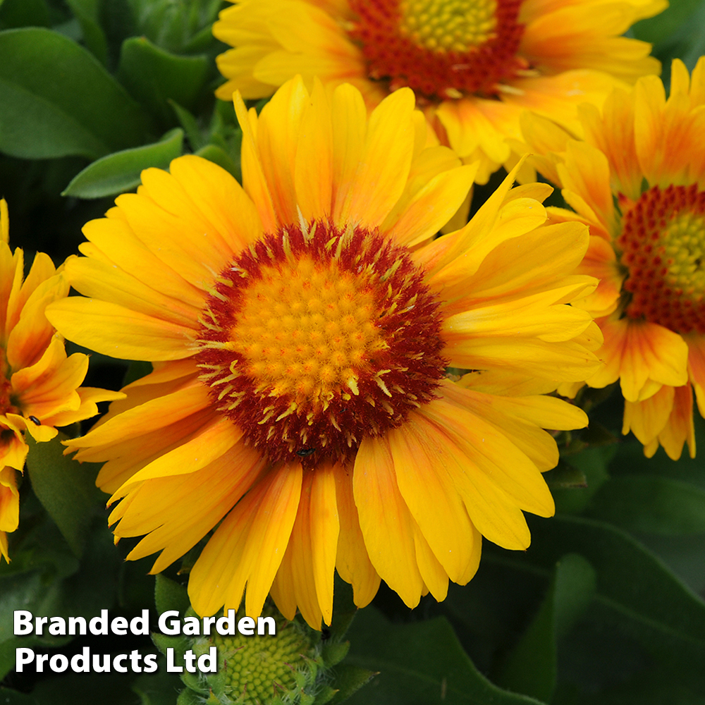 Gaillardia x grandiflora Arizona Apricot Suttons