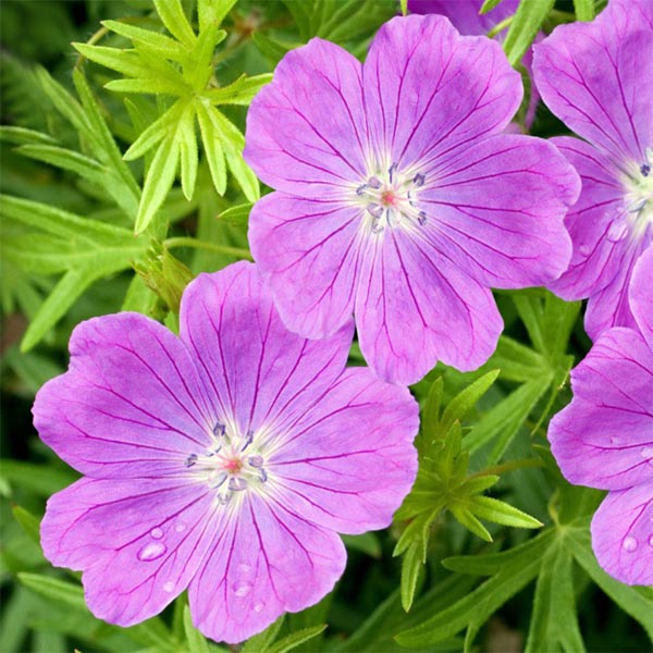 Geranium sanguineum...
