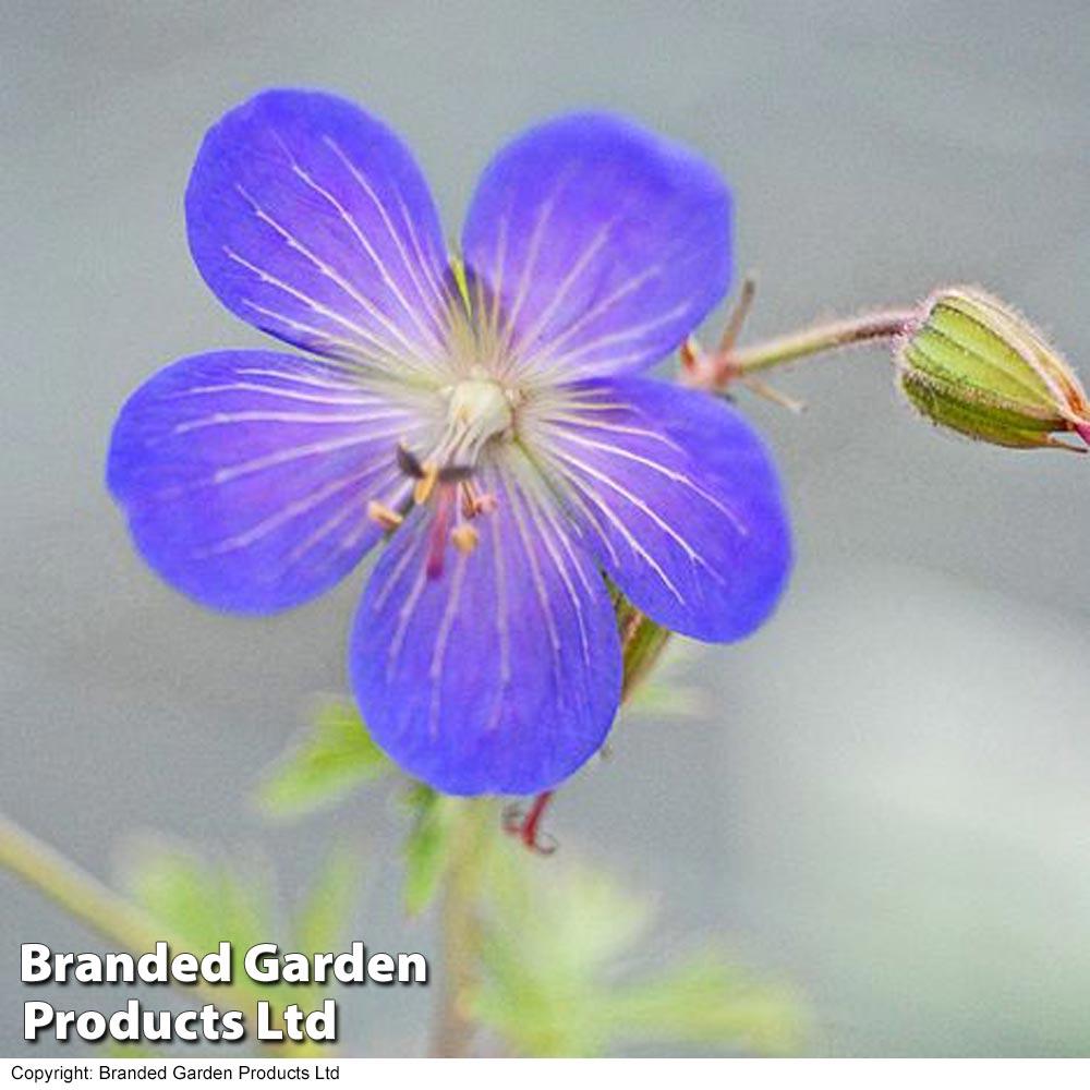 Geranium 'Johnson's Blue' from Suttons