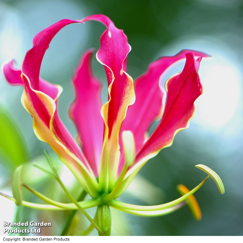 Glory Lily