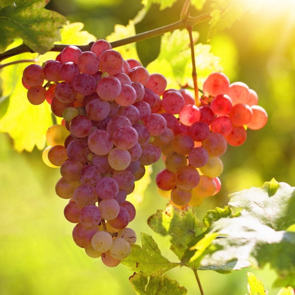 Strawberry grapes store