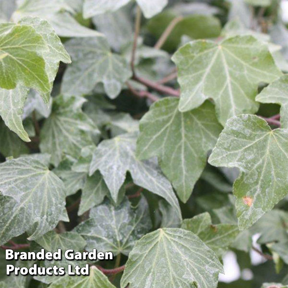 Hedera helix 'Green...