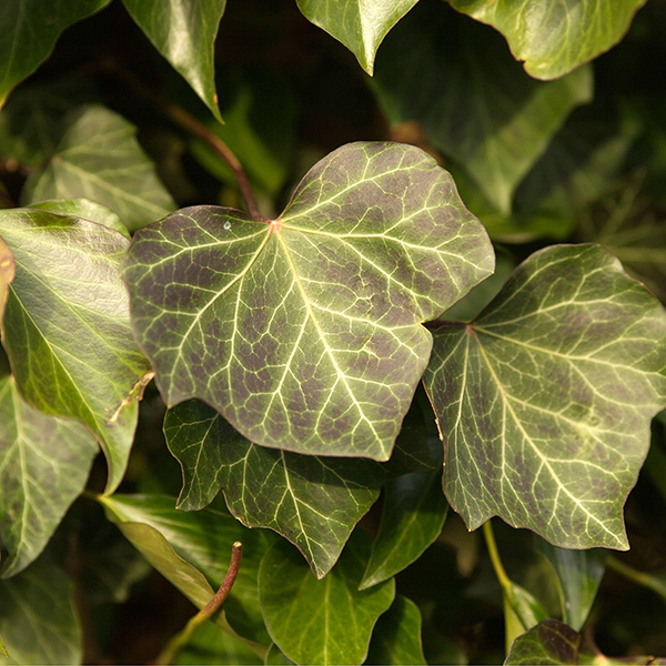 Hedera helix ...