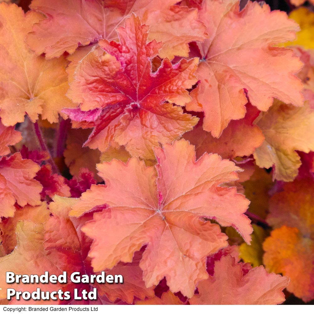 Heuchera caramel on sale