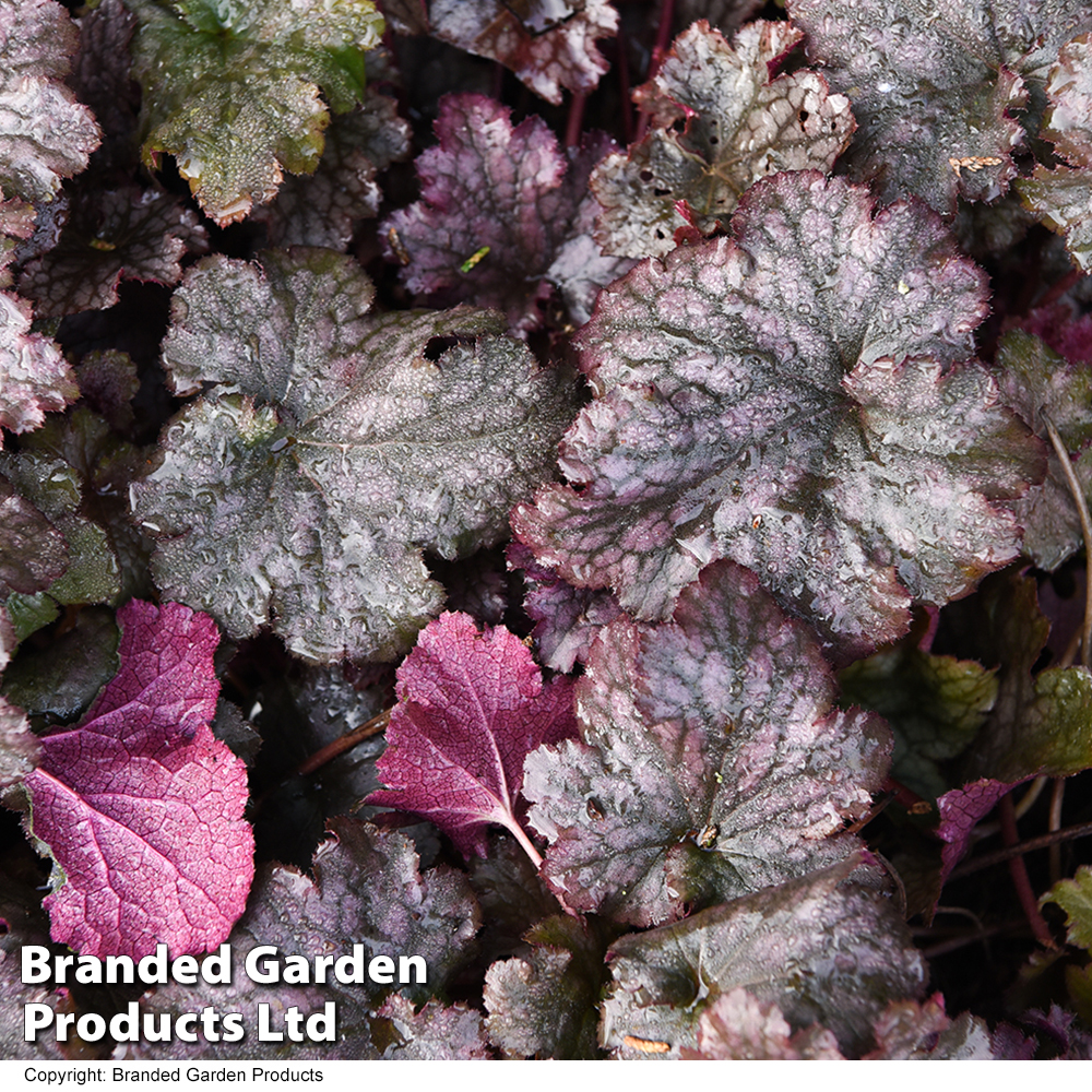Heuchera sales plum pudding