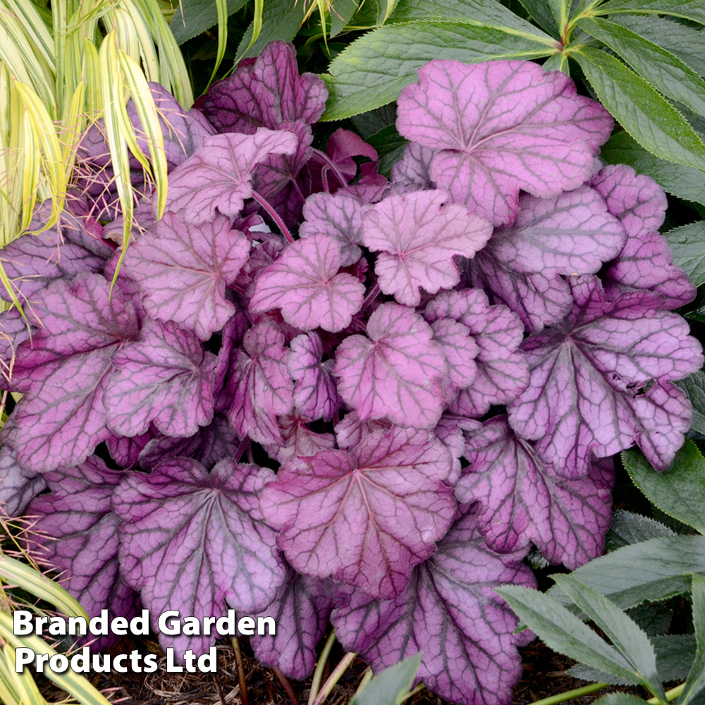 Heuchera on sale wild rose