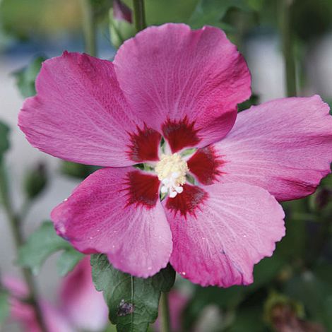 Hibiscus syriacus 'Woodbridge' at Suttons