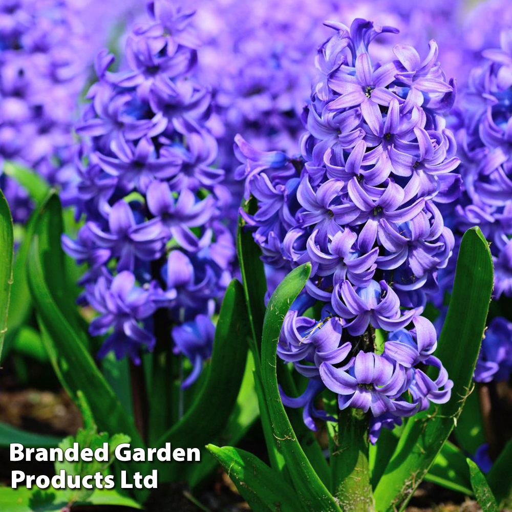 Tina Holly - TK130 Available in Hyacinth Purple, Blue Blossom, Ruby Red